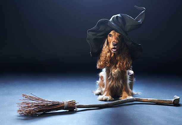 dog sitting in a witches hat stock photo