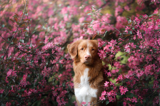dog sitting in pink flowers. Pet portrait in nature stock photo