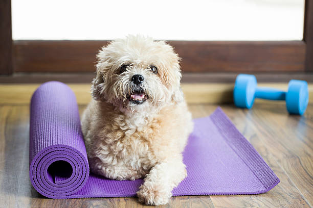 Dog sitting on a yoga mat stock photo