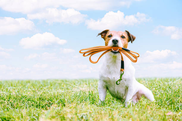 Dog sitting on green grass in field holding leash in mouth invites for long walk or hike Jack Russell Terrier dog ready for walk early morning dog walk stock pictures, royalty-free photos & images