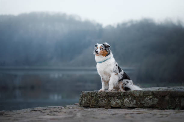 Dog sitting on the promenade near the river. stock photo