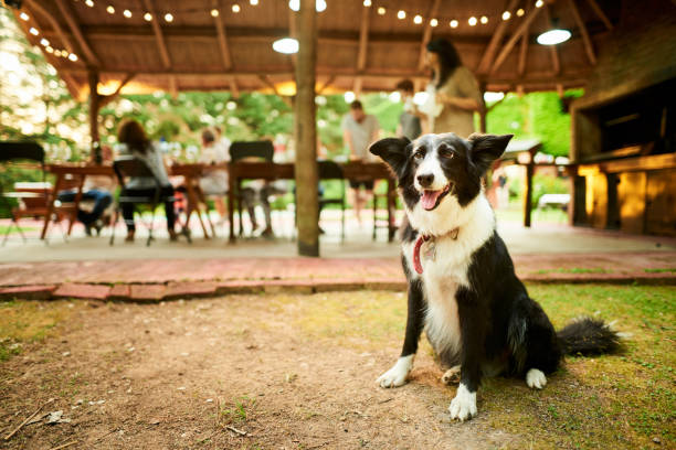Dog sitting outside with his family having dinner in the background Border collie sitting outside on a some grass with his family having a dinner party at a table in the background pet party stock pictures, royalty-free photos & images
