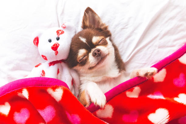 Dog sleeping Cute chihuahua puppy sleeping with teddy bear on the white bed,Vintage style happy valentines day stock pictures, royalty-free photos & images