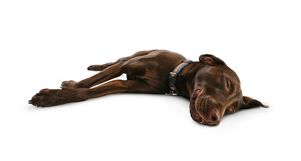 Dog Sleeping, Smiling and Dreaming Sleeping, smiling dog having a happy dream – probably chasing rabbits or squirrels.  chocolate labrador stock pictures, royalty-free photos & images