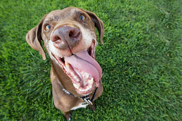 Dog Smile A mut, chocolate lab, greyhound, Weimaraner mix smiles while playing fetch in a grassy yard. chocolate labrador stock pictures, royalty-free photos & images