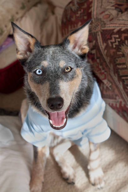 Dog Smiling wearing clothes stock photo