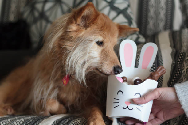 Dog sniffing bunny box with easter candy inside stock photo