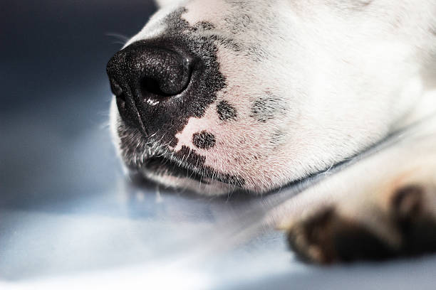 Dog snout stock photo