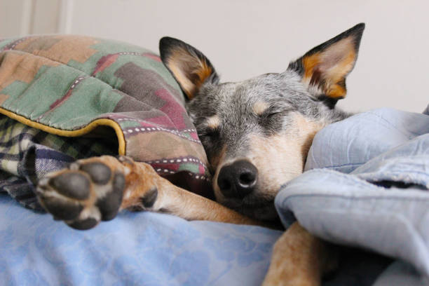 Dog Snuggled in Bed stock photo