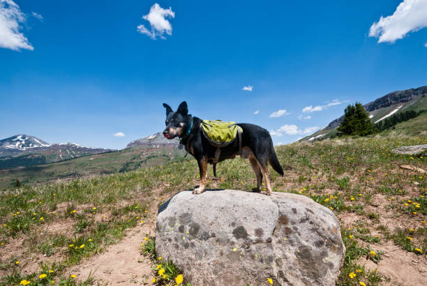Dog Standing on a Rock The San Juans in southern Colorado are a high altitude range of mountains that straddle the Continental Divide. This wide-open landscape, at 12,300, is well above timberline. The young woman and her dog were photographed while hiking on the Colorado Trail near Molas Pass, Colorado, USA. jeff goulden domestic animal stock pictures, royalty-free photos & images