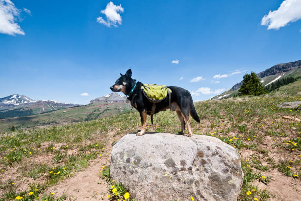 Dog Standing on a Rock The San Juans in southern Colorado are a high altitude range of mountains that straddle the Continental Divide. This wide-open landscape, at 12,300, is well above timberline. The young woman and her dog were photographed while hiking on the Colorado Trail near Molas Pass, Colorado, USA. jeff goulden domestic animal stock pictures, royalty-free photos & images