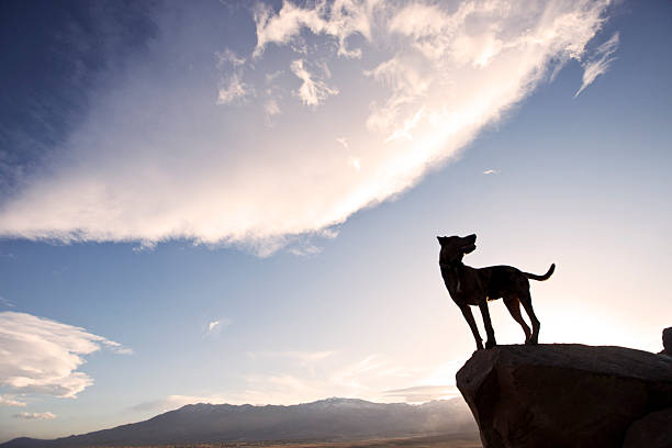 Dog standing on the edge stock photo