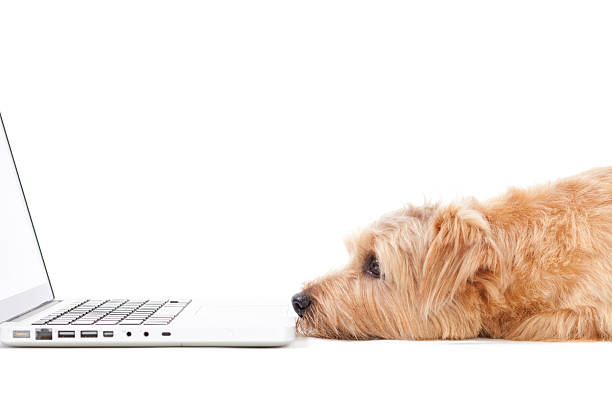 A dog staring at a computer's screen  stock photo