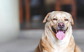istock Dog sticks out tongue to cool off in hot weather, Alleviate pet heat. Copy space. 1321647662