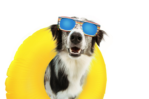 dog summer going on vacation inside of yellow inflatable float pool and wearing sunglasses. Happy expression. Isolated on white background.