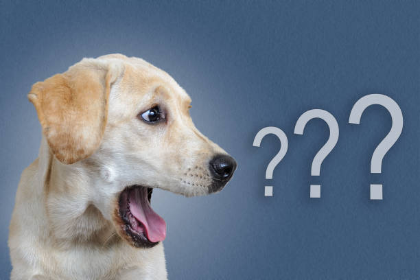 dog surprised on blue background, question mark stock photo