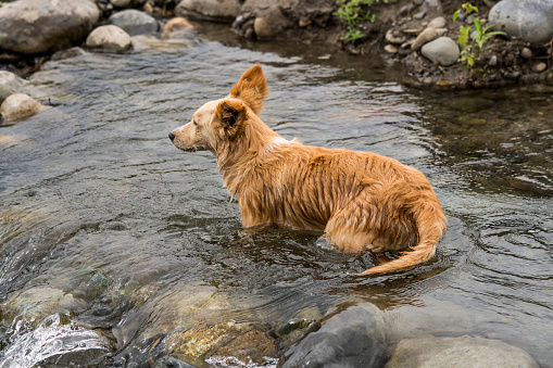 dog swimming in the river