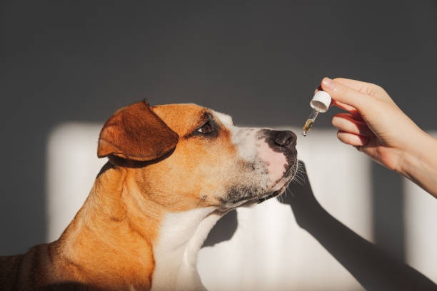 Dog taking cbd oil from dropper. Nutritional supplements, calming products, cbd or thd oils for pets cbd oil stock pictures, royalty-free photos & images
