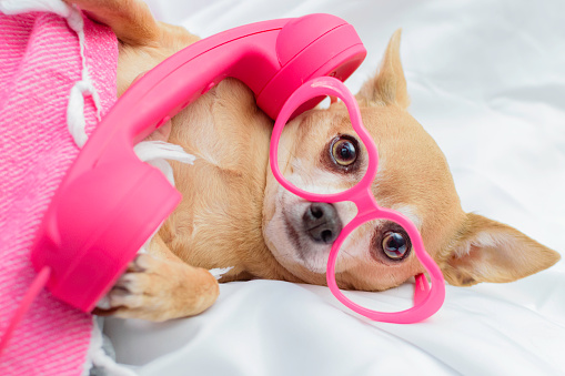 Dog Talks On Phone In Glasses Stock Photo - Download Image Now - iStock