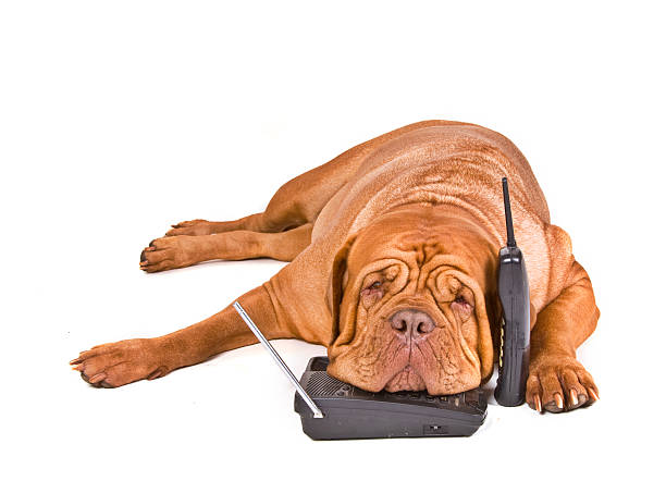 Dog Tired of Phone Calls stock photo