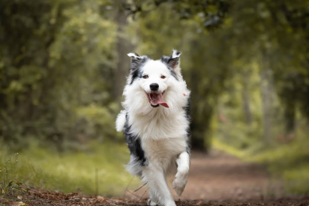dog training in forest, australian shepherd running, looking at camera stock photo