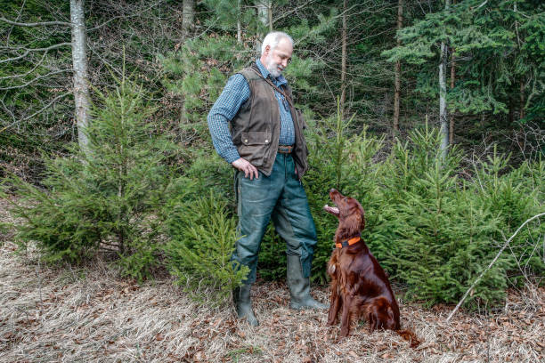 Dog training in the forest. stock photo