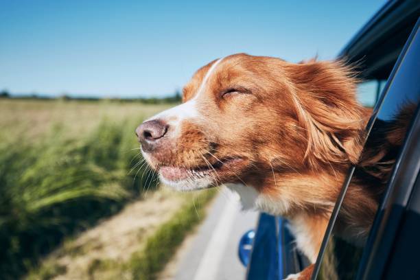 Dog travel by car Dog travel by car. Nova Scotia Duck Tolling Retriever enjoying road trip. animal themes stock pictures, royalty-free photos & images