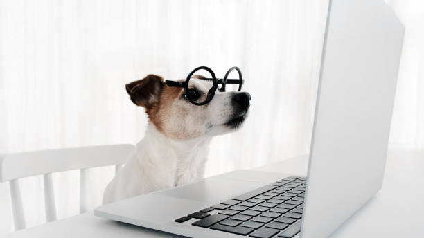 Dog using computer in nerd glasses laptop keyboard stock photo