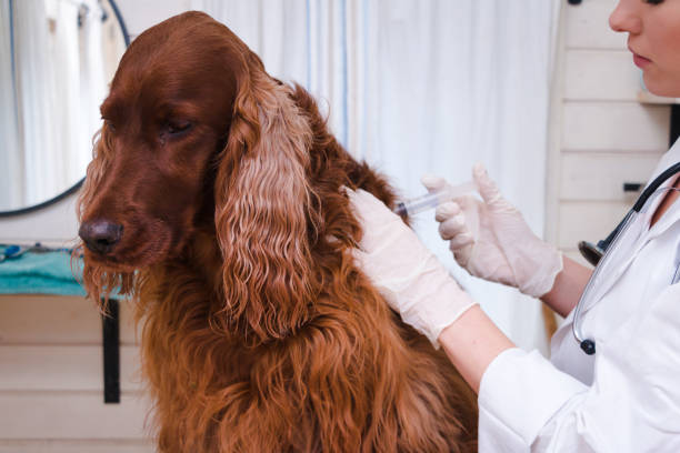 Dog vaccinated by veterinarian Dog vaccinated by veterinarian dose photos stock pictures, royalty-free photos & images