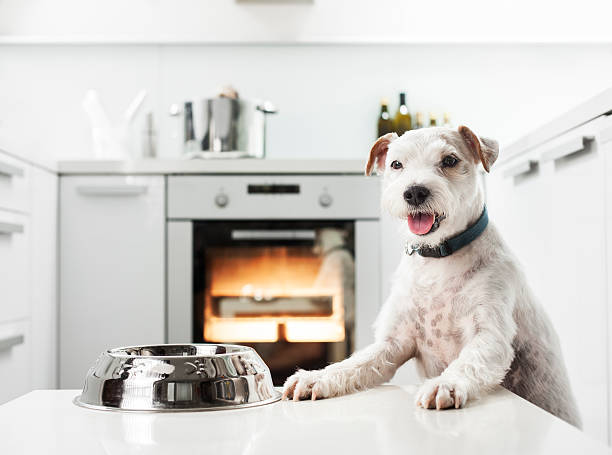 Dog waiting for a healthy meal stock photo