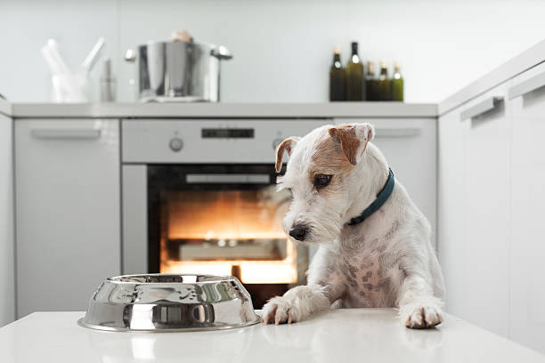 Dog waiting for a healthy meal stock photo