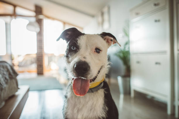 Dog waiting for pet sitter Dog are exited and can't wait for pet sitter, it sitting and listening when sitter will come mixed breed dog stock pictures, royalty-free photos & images