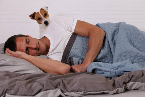 Dog Waking Up Owner Stock Photos, Pictures & Royalty-Free Images - iStock