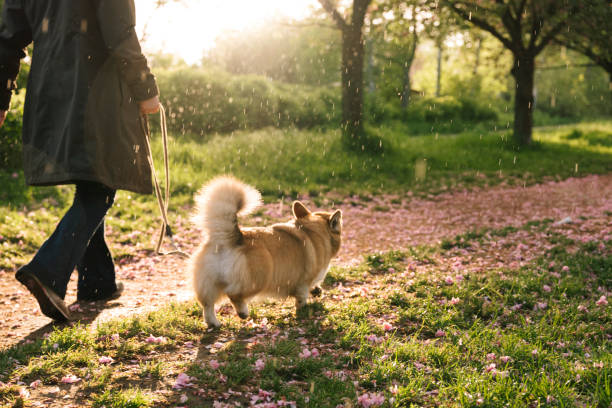 dog walk on a rainy springtime day, cherry blossom stock photo