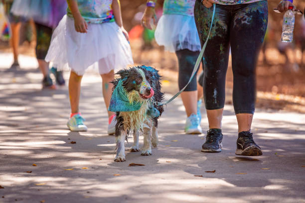 hund som går i en färg kul springa för välgörenhet - walk and talk bildbanksfoton och bilder