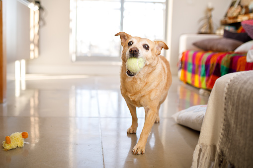 Dog walking on living room, holding tennis ball in its mouth