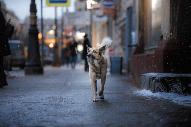 Dog walks in the city stock photo