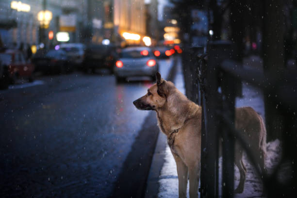 Dog walks in the city stock photo