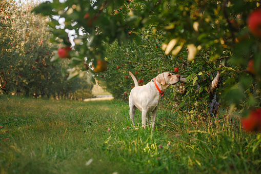 A dog walks through an orchard in golden light sniffing at apples in Columbus, OH, United States