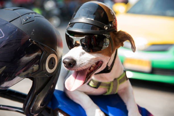 Dog wearing a helmet stock photo