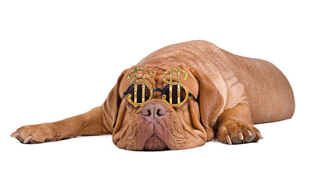 Dog wearing dollar sign glasses stock photo