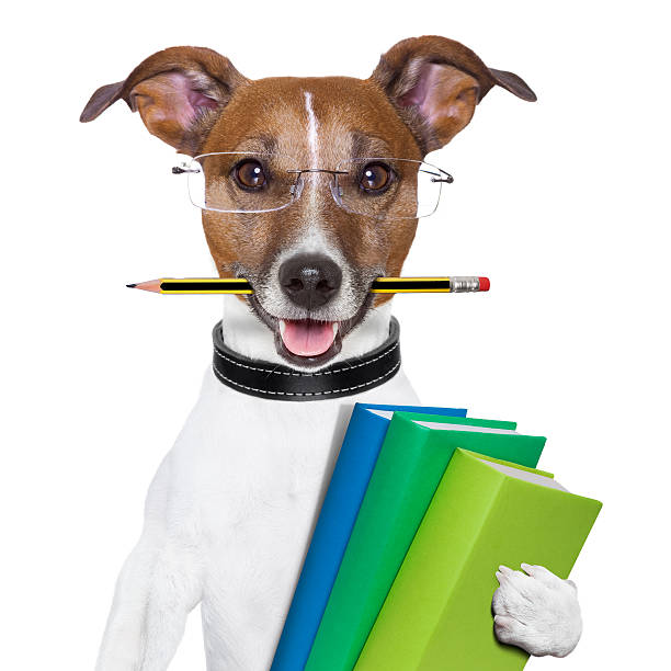 Dog wearing glasses holding books with a pencil in its mouth school dog with books and a pencil dog holding book stock pictures, royalty-free photos & images