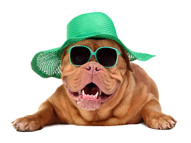 Dog wearing green straw hat and sun glasses stock photo