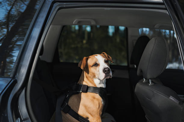 Dog wearing protective harness buckled to a car safety belt. stock photo
