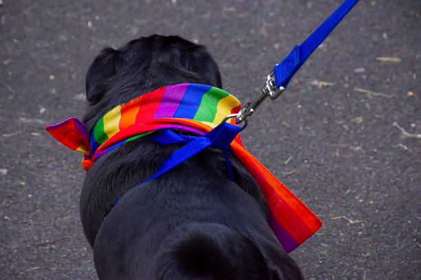 Dog wearing rainbow scarf on LGBT pride event. stock photo