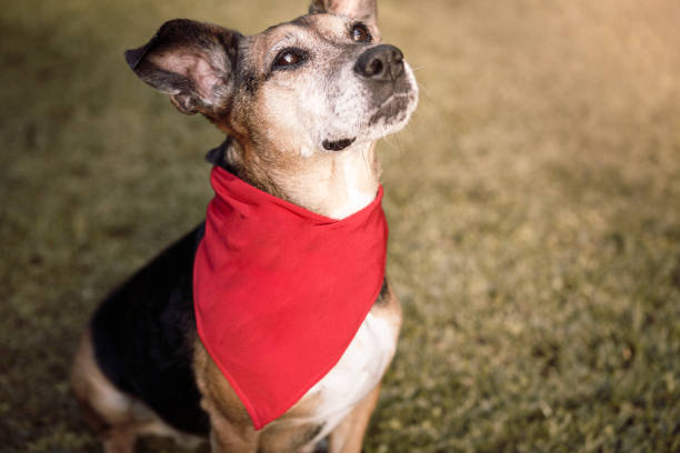 Dog wearing red bandana stock photo