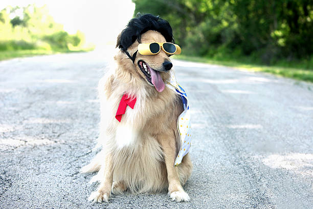 dog wearing sunglasses and elvis wig - elvis presley stok fotoğraflar ve resimler