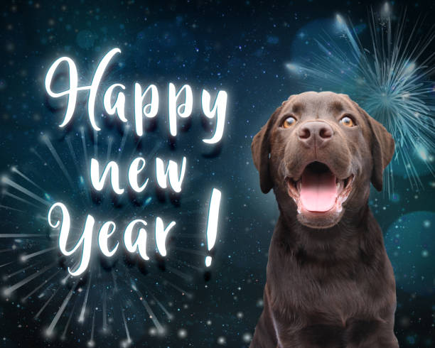 Dog wish you a happy new year for 2019 with dark blue firework background stock photo