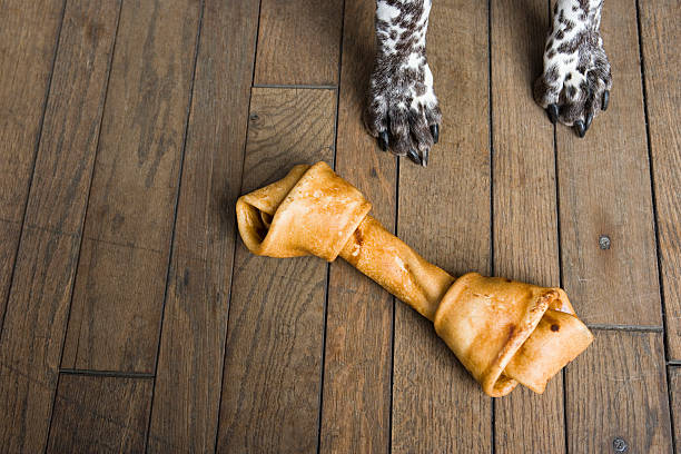 Dog with a dog chew  animal leg stock pictures, royalty-free photos & images