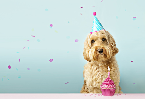 7 Gifts For A Pet Dog’s Birthday